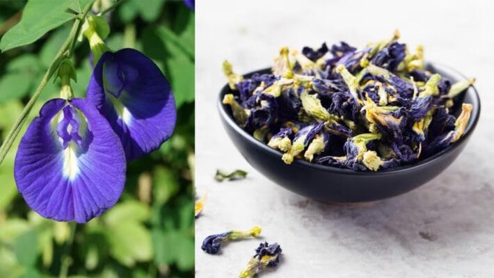 Butterfly Pea Flower