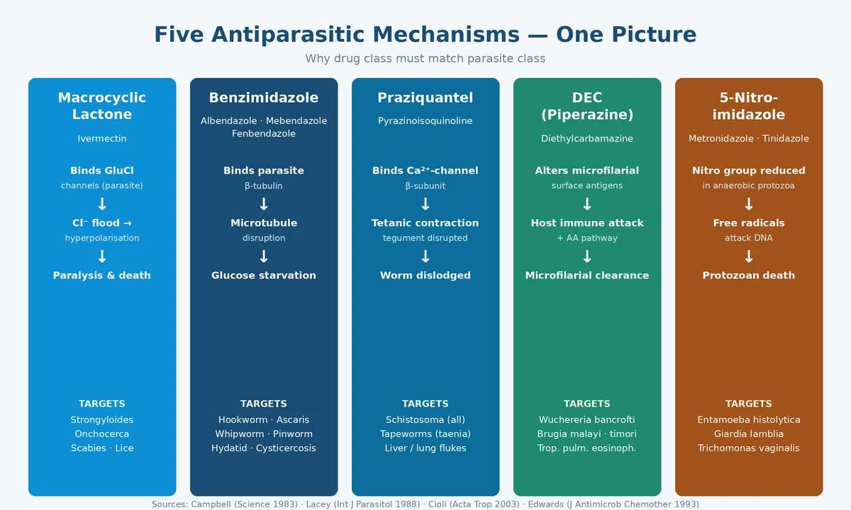 Five antiparasitic drug-class mechanisms compared: macrocyclic lactone, benzimidazole, praziquantel, DEC and 5-nitroimidazole