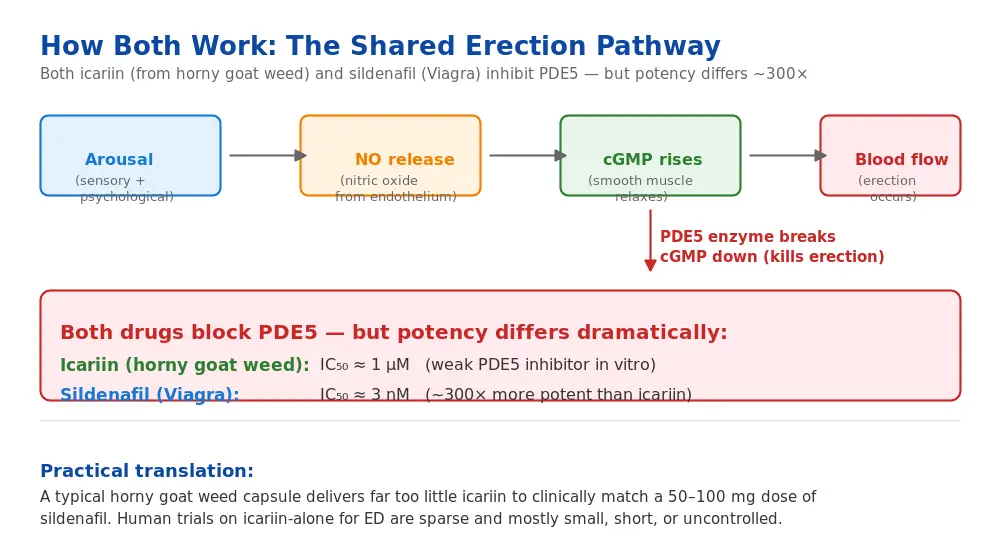 Diagram of the NO-cGMP-PDE5 erection pathway showing both icariin and sildenafil as PDE5 inhibitors with 300x potency difference