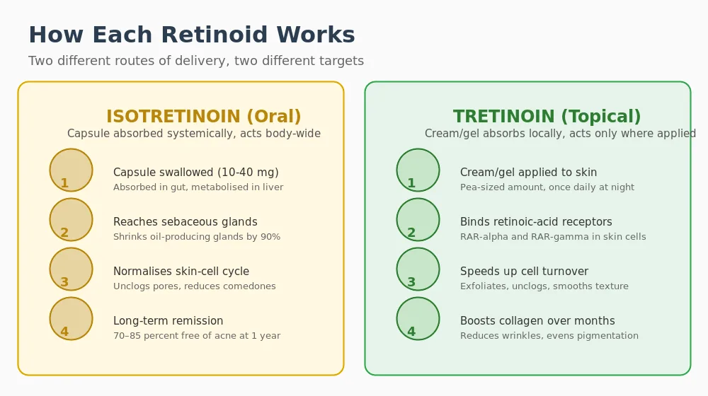 Diagram showing isotretinoin oral mechanism versus tretinoin topical mechanism of action