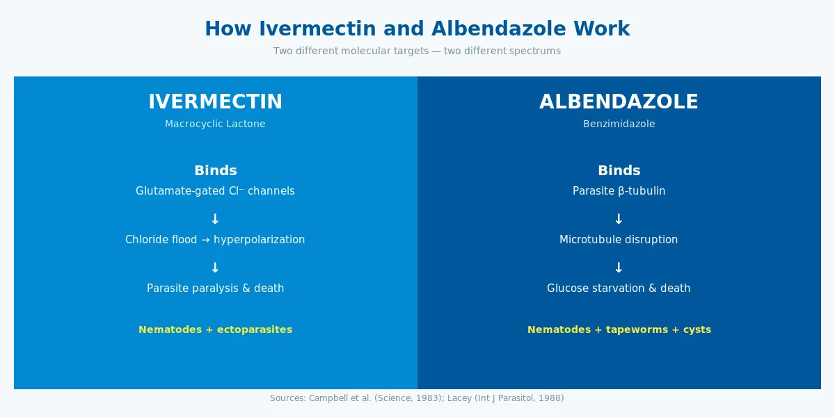 Ivermectin and albendazole mechanism of action diagram comparing glutamate channels vs tubulin