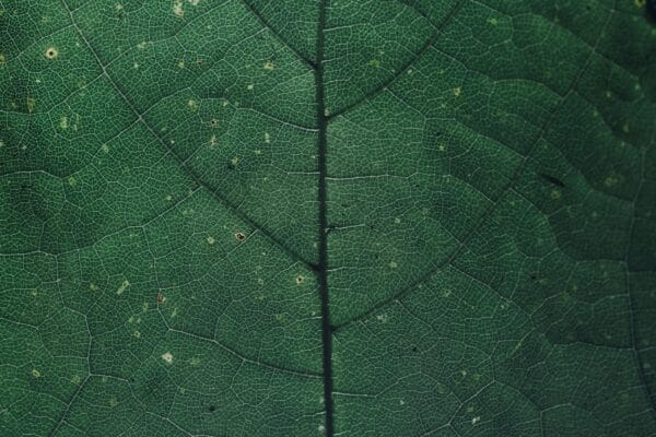 Green leaf veins representing KPV tripeptide anti-inflammatory cellular pathways