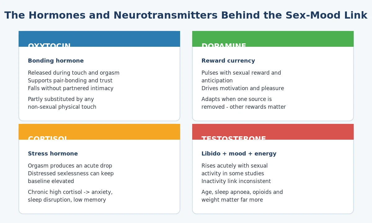 Diagram of oxytocin, dopamine, cortisol, and testosterone in sexual activity and mental health