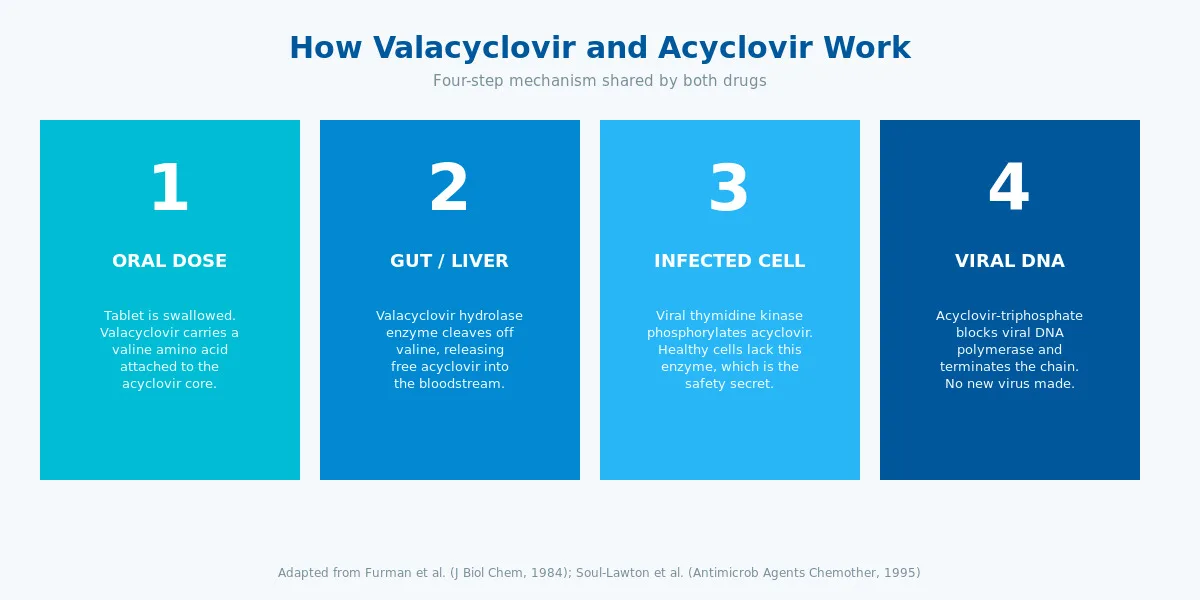Valacyclovir and acyclovir mechanism of action diagram with DNA chain termination