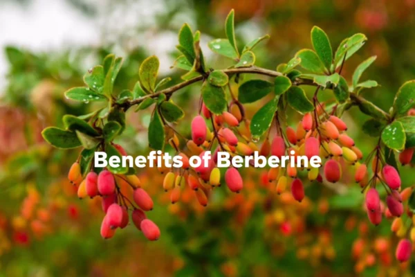 Berberine Benefits