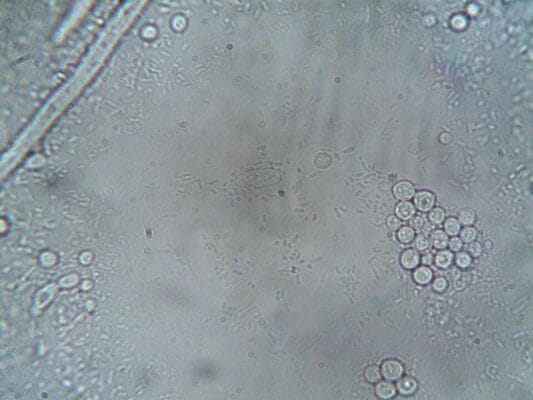Microscope image of cellular structures — neuropeptide research