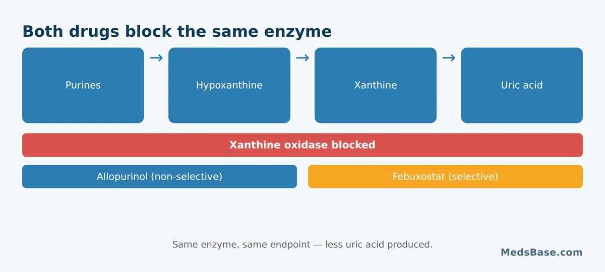 How allopurinol and febuxostat work: both block xanthine oxidase to cut uric acid production
