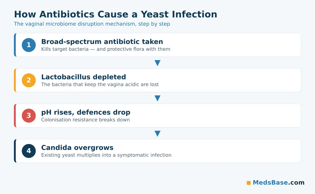 Antibiotics and yeast infections: how antibiotic use disrupts the vaginal microbiome