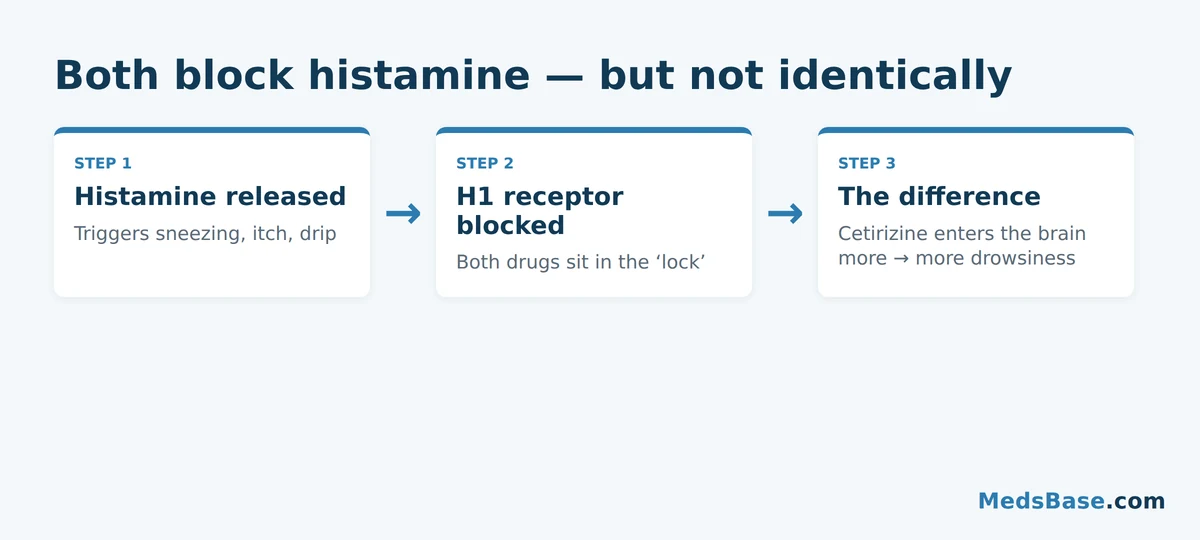 How cetirizine and loratadine block histamine H1 receptors