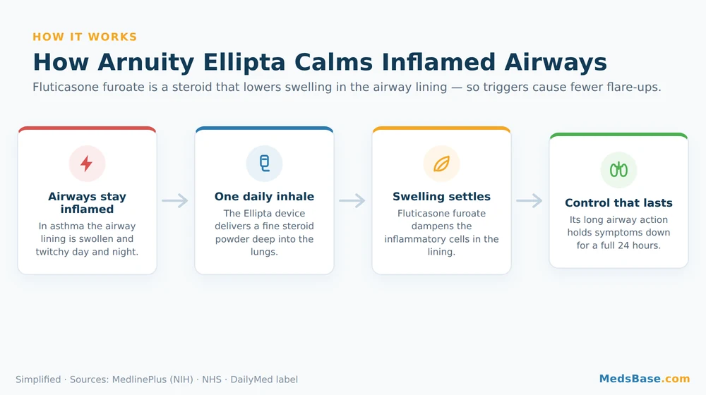 Diagram of how Arnuity Ellipta fluticasone furoate calms airway inflammation