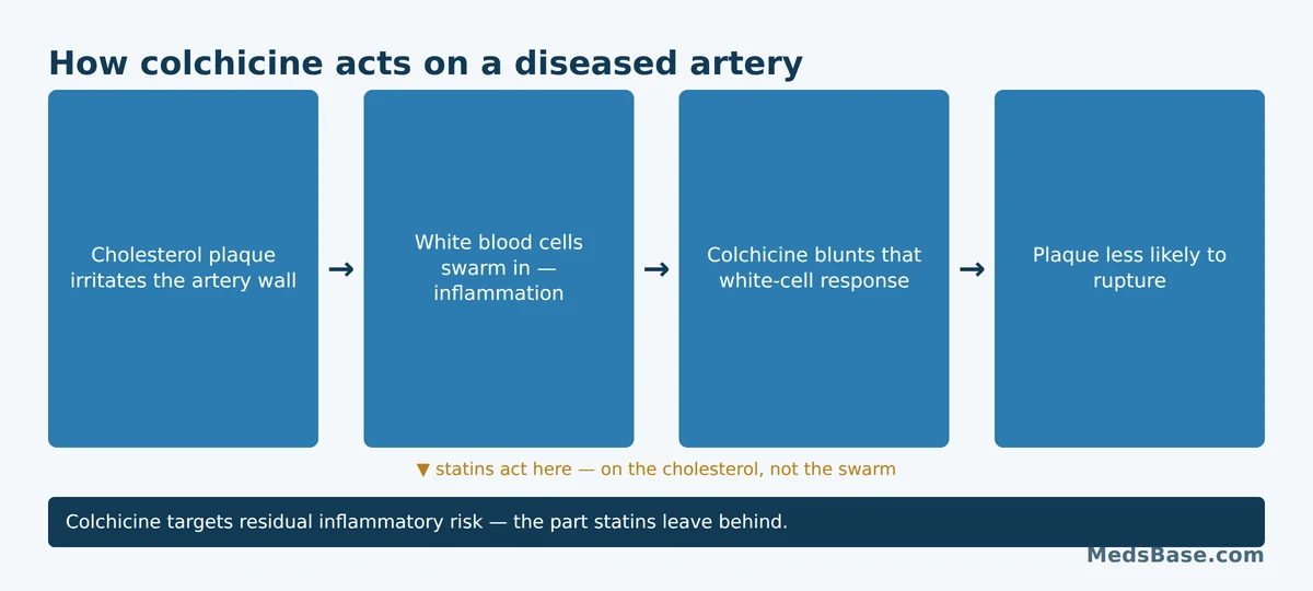 How colchicine works in heart disease by calming artery-wall inflammation rather than lowering cholesterol