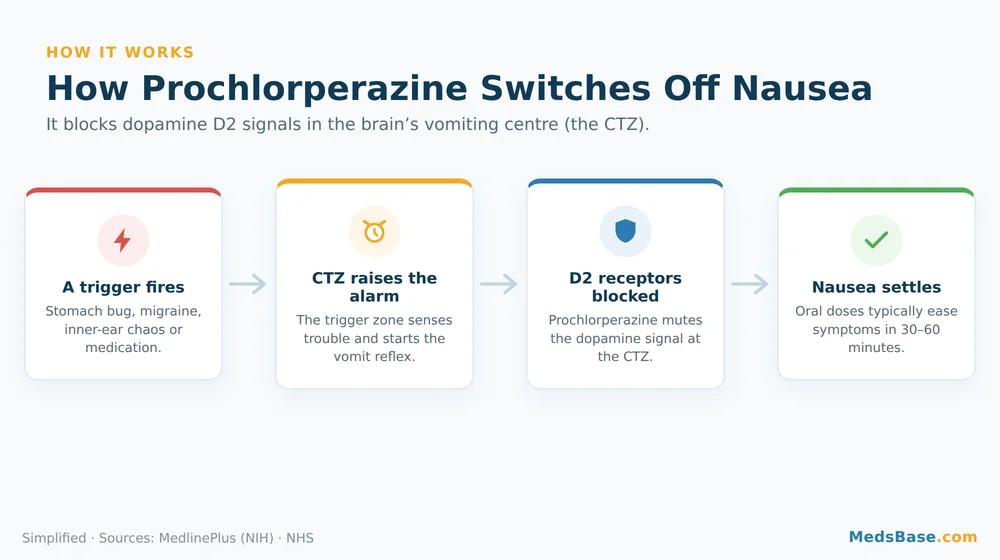 Diagram of how prochlorperazine (Compazine) blocks dopamine D2 receptors in the brain's chemoreceptor trigger zone to stop nausea