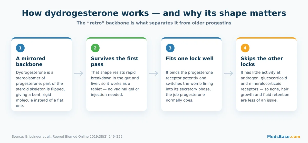 Diagram showing how dydrogesterone's retroprogesterone shape binds the progesterone receptor but skips androgen receptors