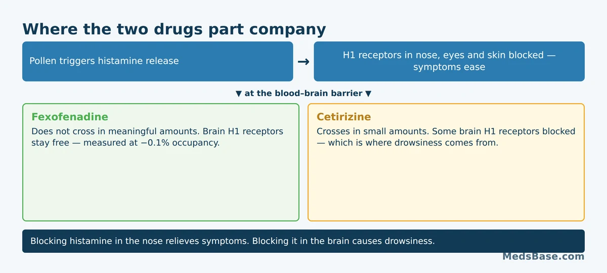 How fexofenadine and cetirizine differ at the blood-brain barrier and why that causes drowsiness