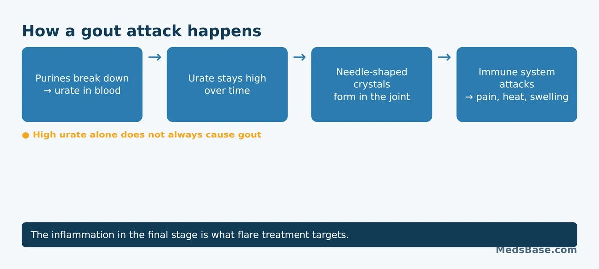 How a gout attack happens: urate builds up, forms joint crystals, triggers inflammation