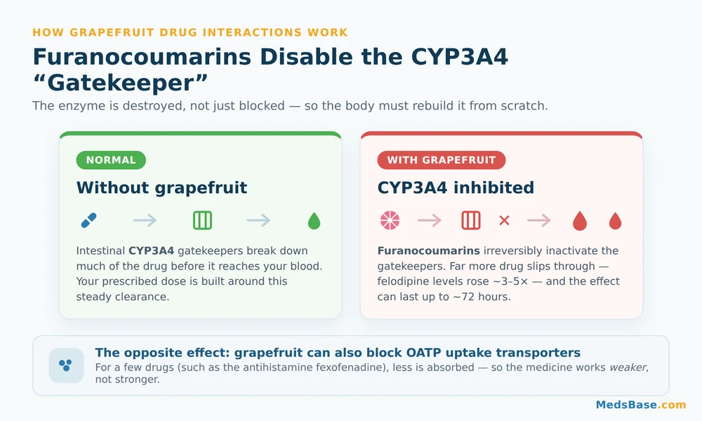 How grapefruit blocks CYP3A4 enzymes and OATP transporters to change drug absorption