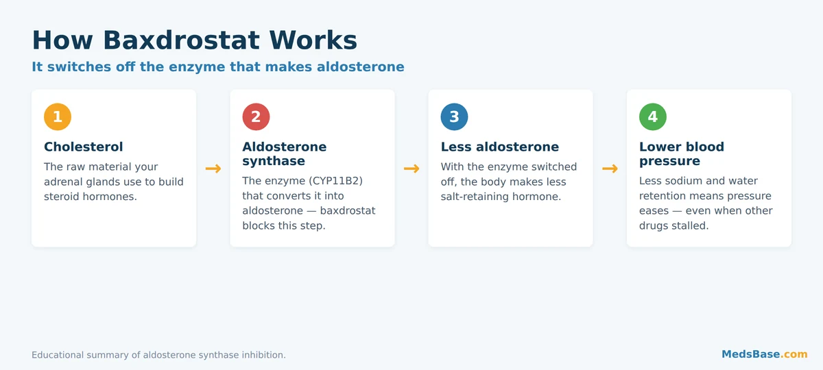 How baxdrostat works as an aldosterone synthase inhibitor to lower blood pressure