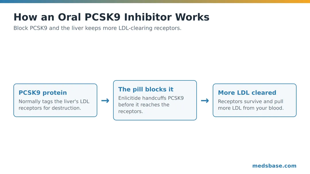 How an oral PCSK9 inhibitor blocks PCSK9 so the liver clears more LDL cholesterol