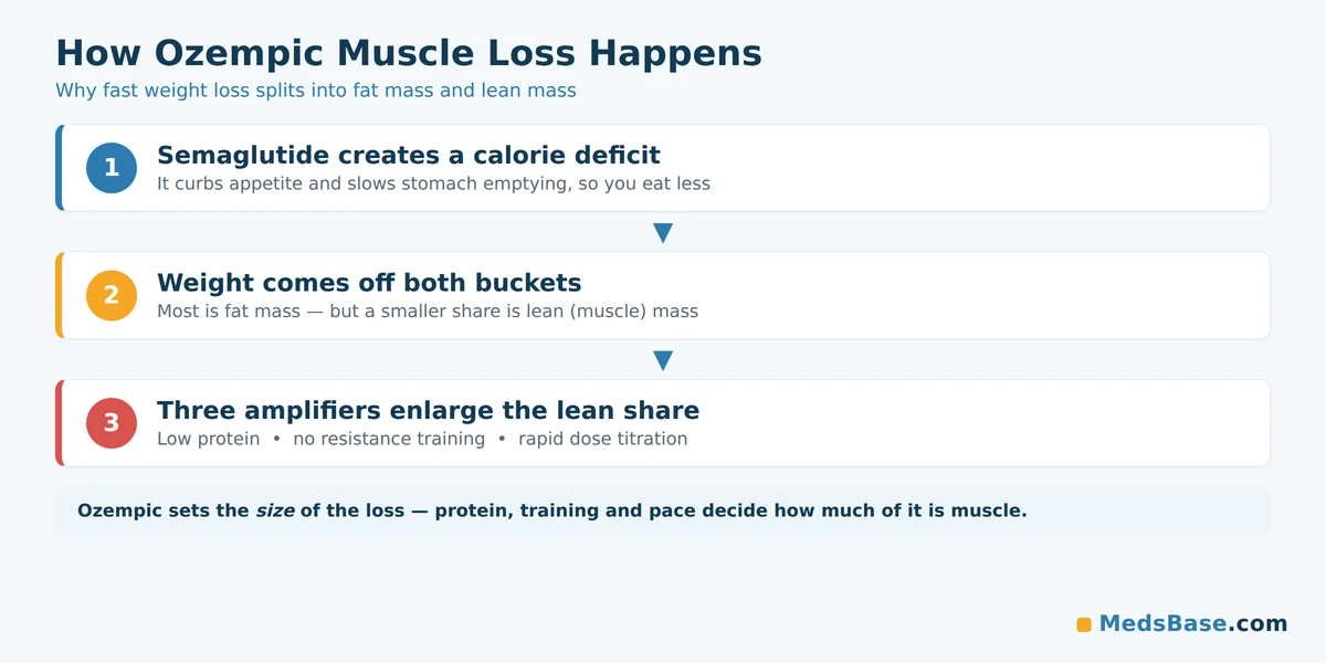 How ozempic muscle loss happens as fast weight loss splits into fat mass and lean mass