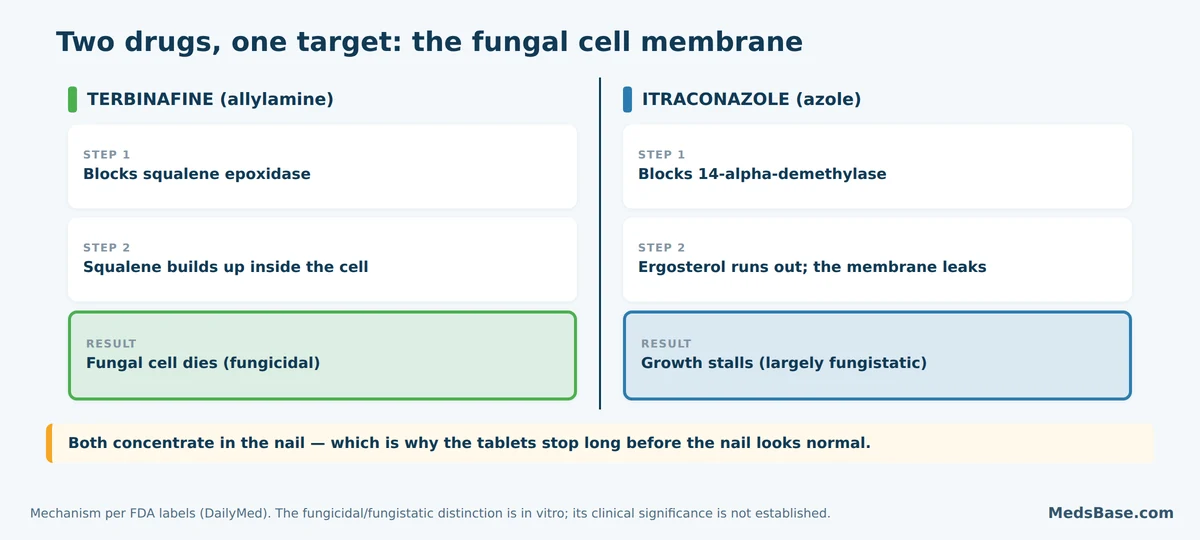 Diagram comparing how terbinafine and itraconazole each disrupt the fungal cell membrane by different enzyme targets
