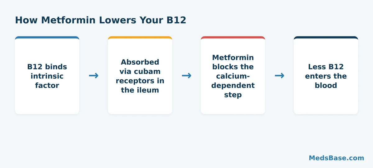 How metformin reduces vitamin B12 absorption in the ileum