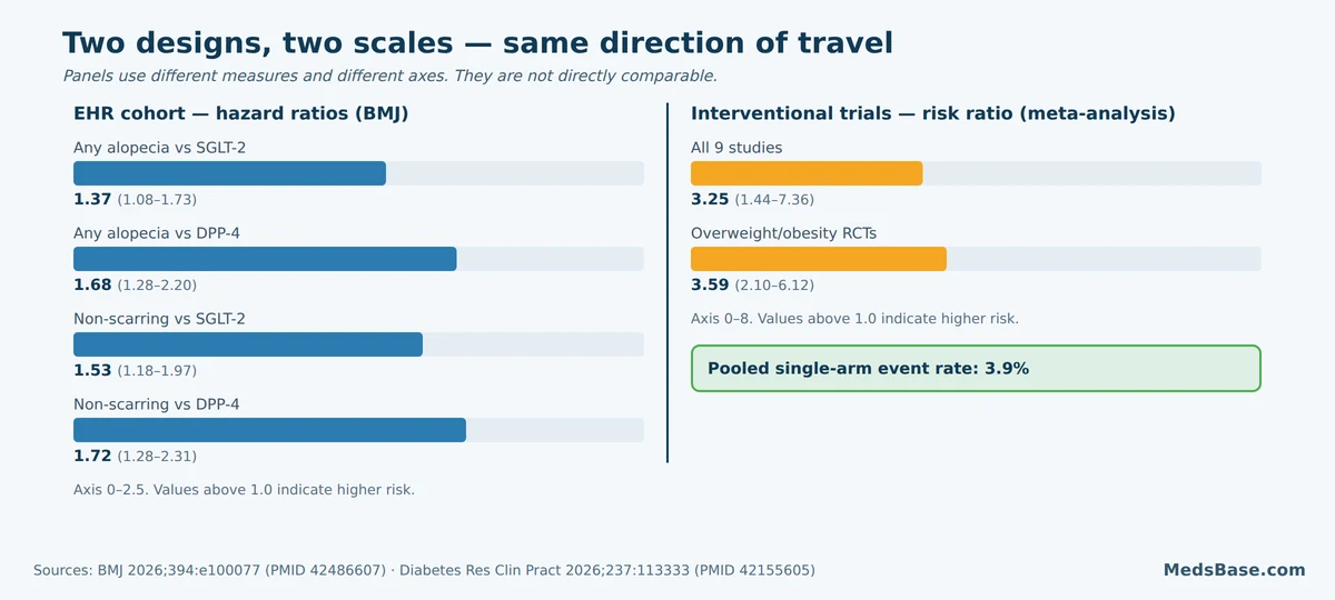 Two-panel chart of ozempic hair loss evidence - cohort hazard ratios 1.37 to 1.72 and trial risk ratios 3.25 to 3.59