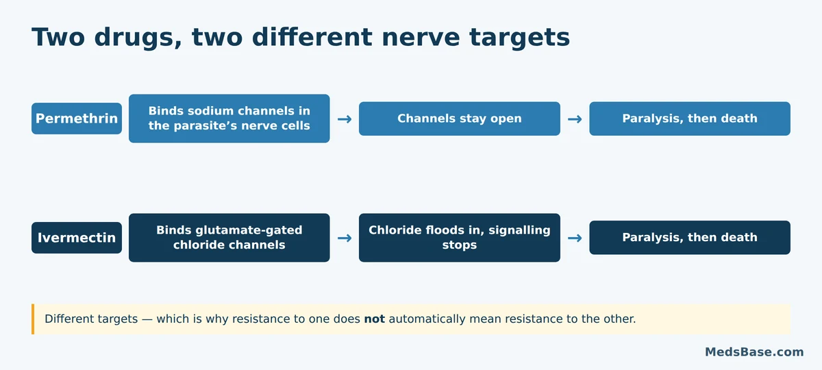 How permethrin and ivermectin kill parasites through two different nerve channel targets