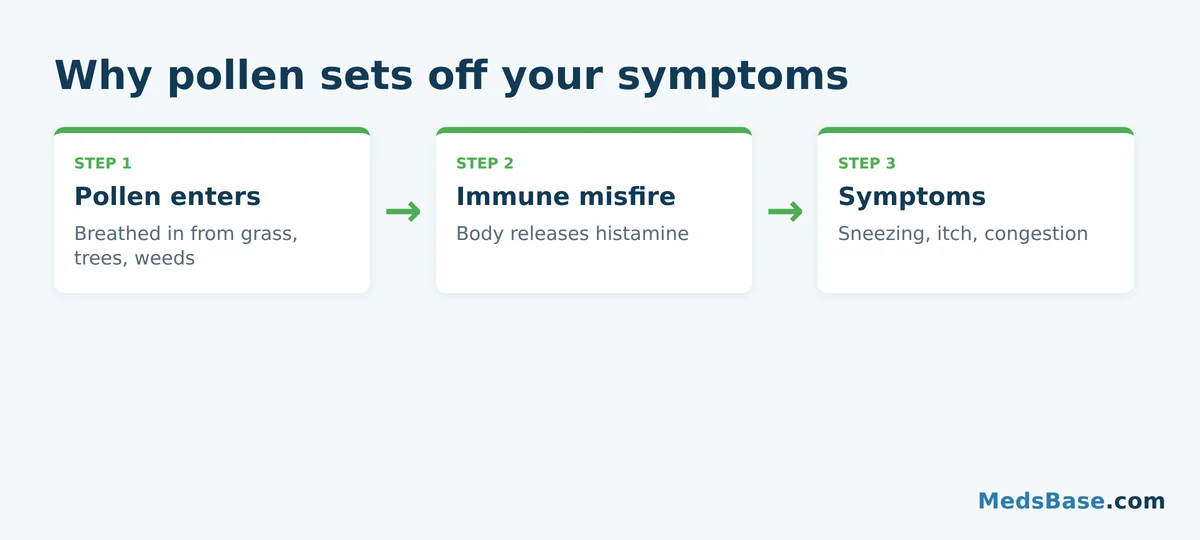 How pollen triggers histamine release and seasonal allergy symptoms