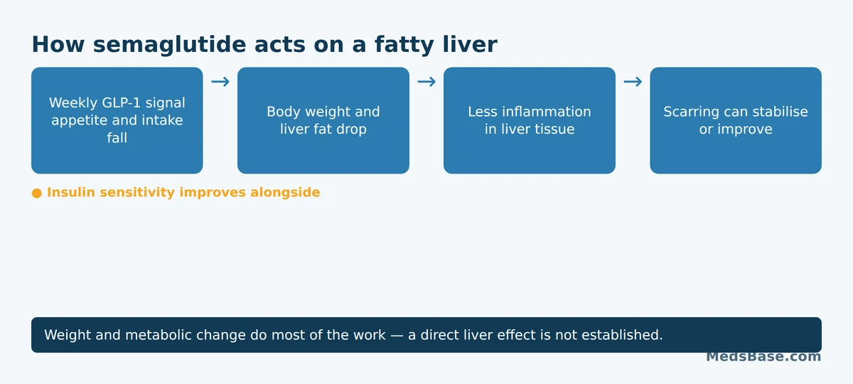 How semaglutide works on a fatty liver: less liver fat, less inflammation, slower scarring