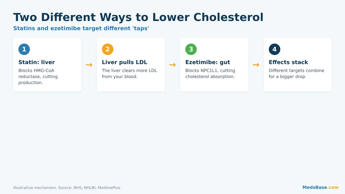 How statins and ezetimibe lower cholesterol by different mechanisms
