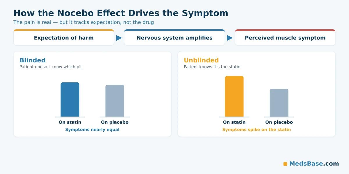 How the nocebo effect drives statin intolerance symptoms when patients know they take a statin