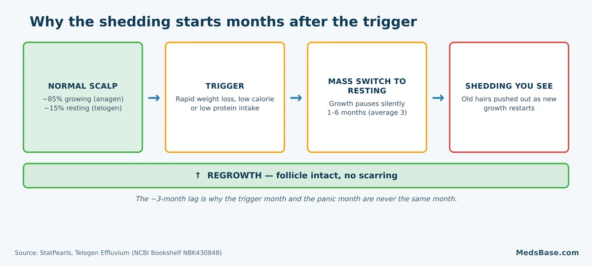 Diagram of telogen effluvium - trigger, three-month lag, visible shedding, then regrowth from an intact follicle