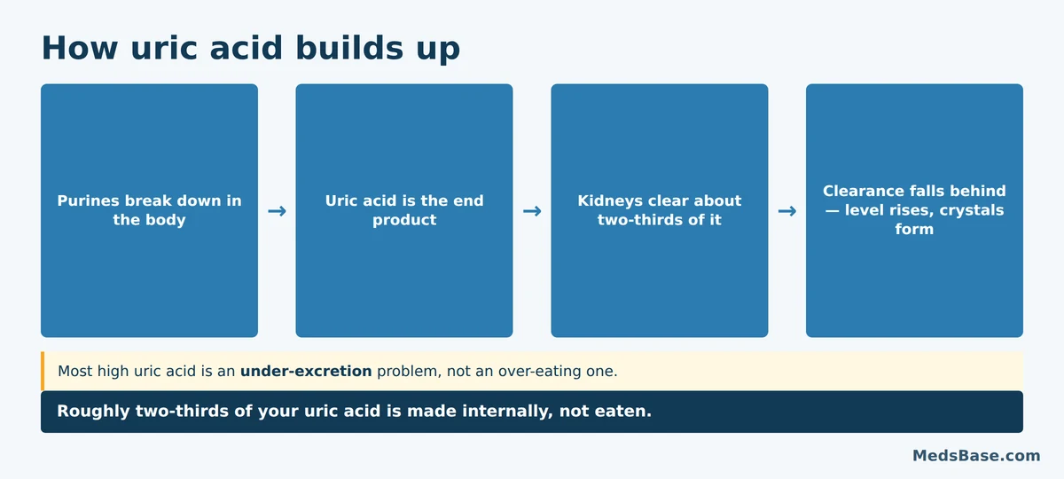 How uric acid is produced and cleared, and why under-excretion drives most high levels