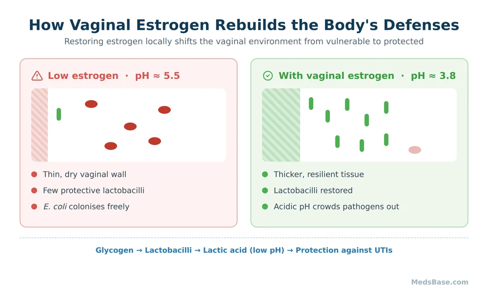 Diagram of how low-dose vaginal estrogen restores lactobacilli and lowers pH to block UTI bacteria