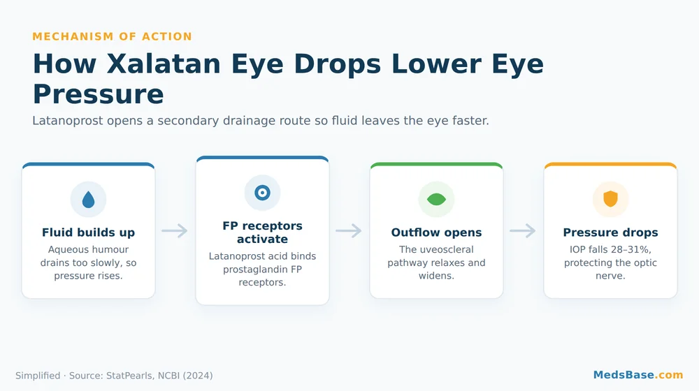 Xalatan eye drops mechanism of action diagram: latanoprost boosts uveoscleral outflow to lower eye pressure