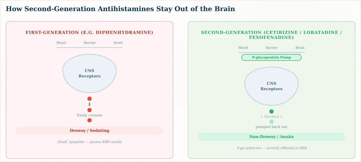 How second-generation antihistamines stay out of the brain — blood-brain barrier P-glycoprotein pump