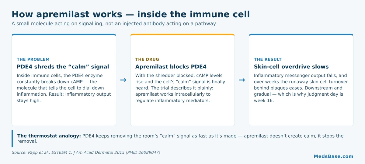 How apremilast works: PDE4 inhibition raises cAMP and lowers inflammation in psoriasis