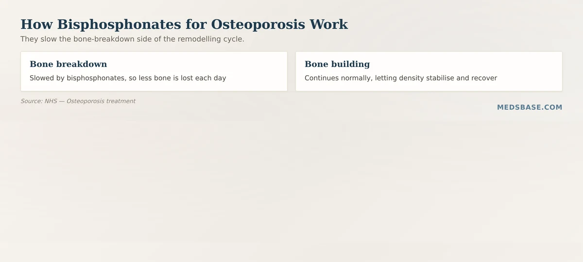 How bisphosphonates for osteoporosis slow bone resorption
