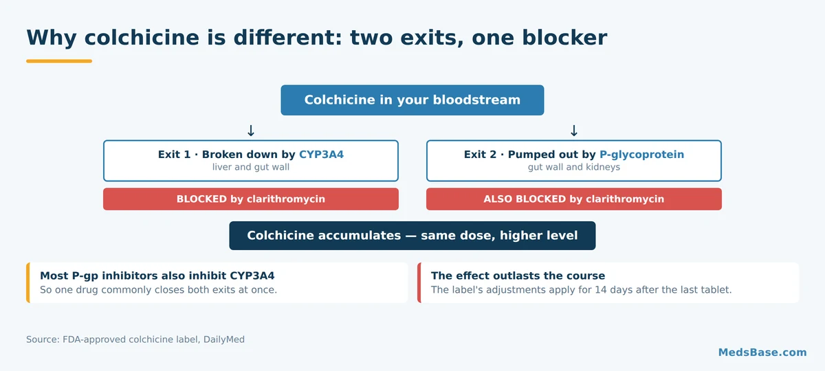 Diagram showing colchicine cleared by CYP3A4 and P-glycoprotein and how one drug can block both routes