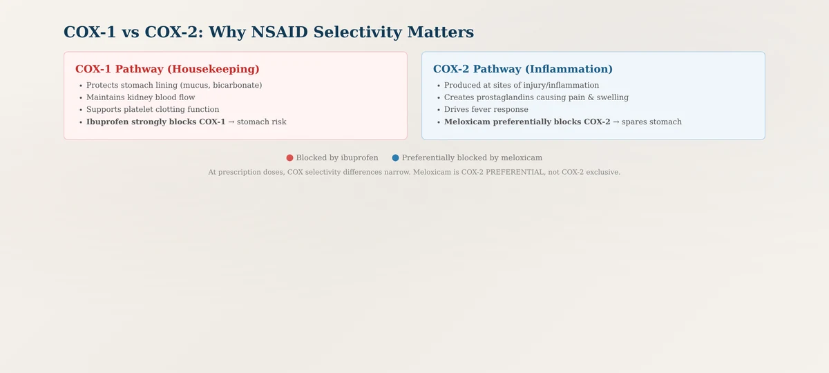 COX-1 and COX-2 enzyme pathways for NSAID pain relief mechanism