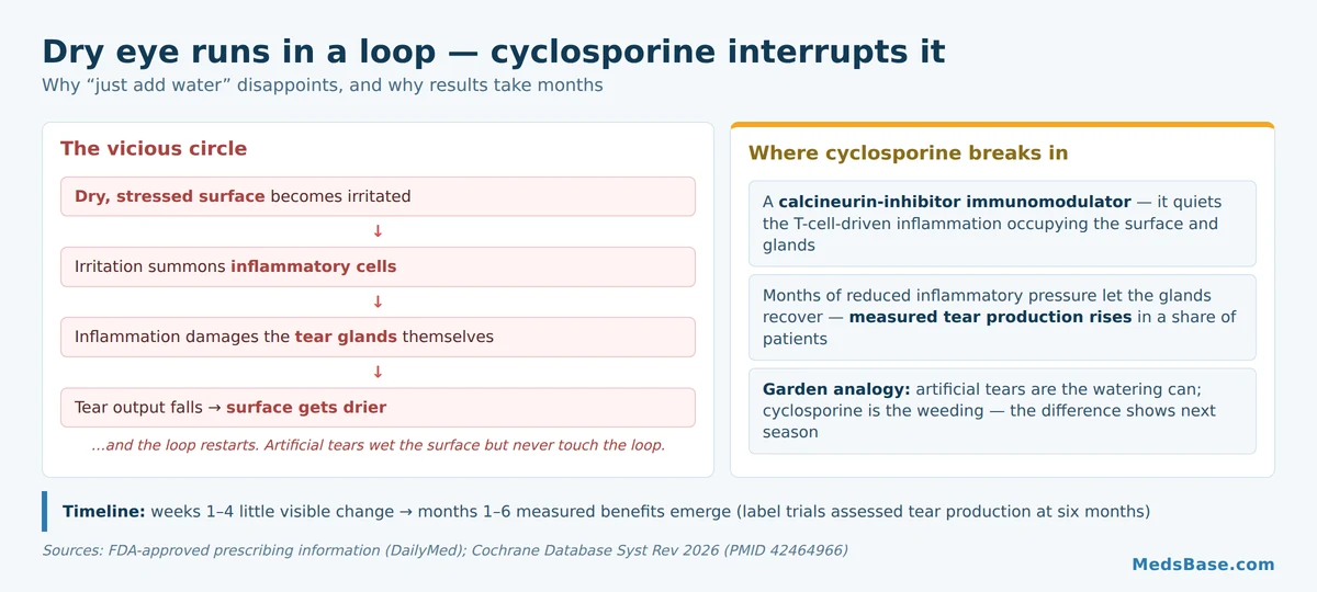 How cyclosporine eye drops break the dry eye inflammation cycle to restore tear production