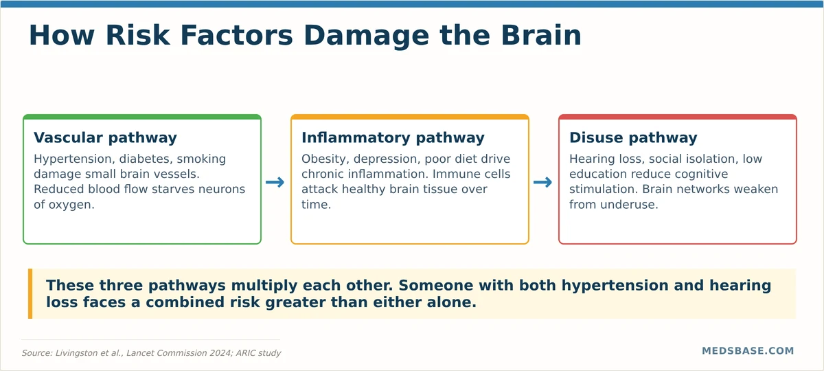 How dementia risk factors damage the brain — vascular, inflammatory, and amyloid pathways