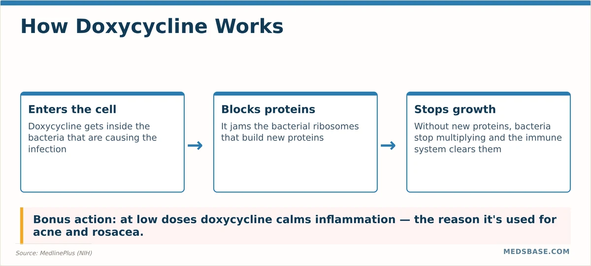 Doxycycline mechanism of action diagram showing protein synthesis inhibition