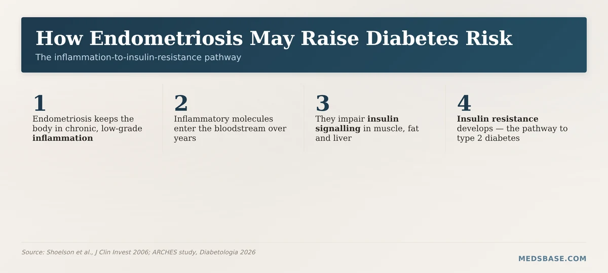 How endometriosis raises type 2 diabetes risk through inflammation and insulin resistance