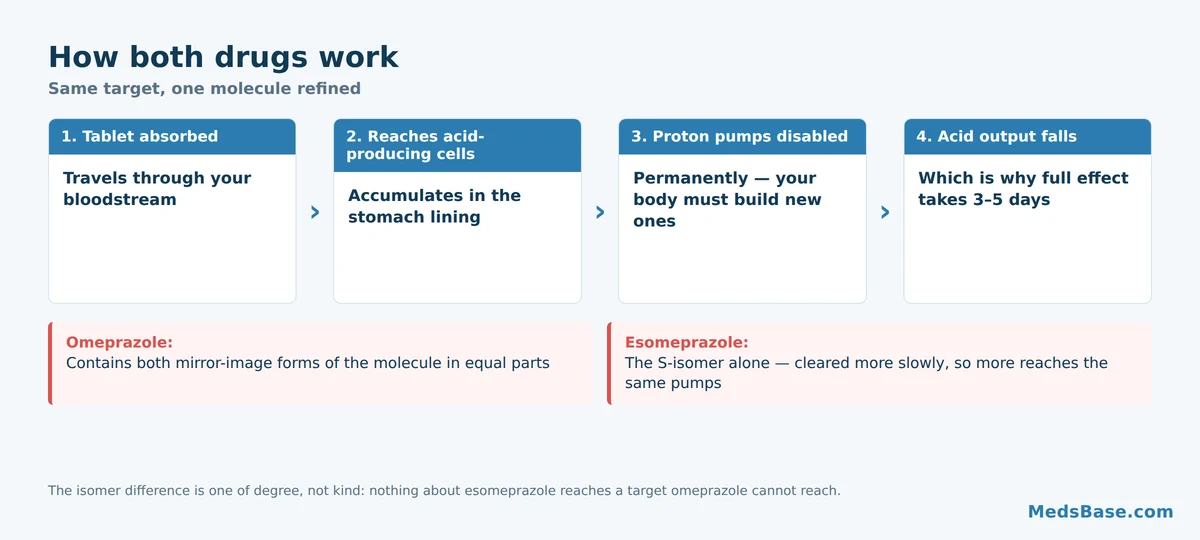 How esomeprazole and omeprazole block stomach proton pumps to reduce acid