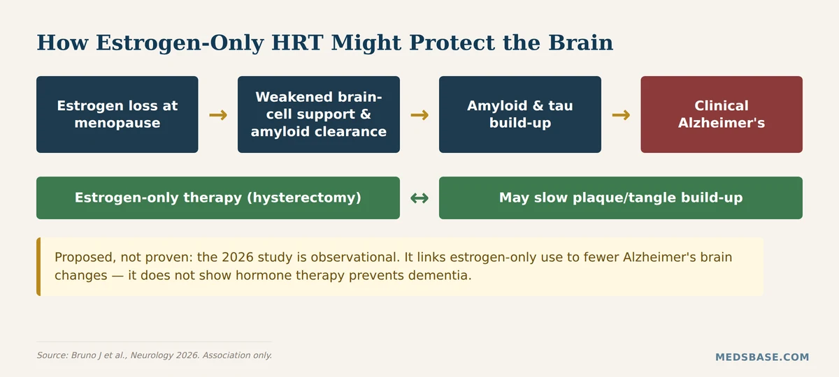 Flowchart showing how estrogen HRT and Alzheimer's risk may connect via brain amyloid clearance and blood vessel health