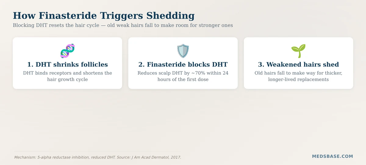 How finasteride blocks DHT to reset the hair growth cycle