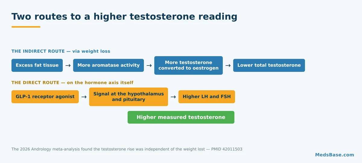 Diagram of how GLP-1 drugs raise testosterone through both fat loss and direct hormone-axis signalling