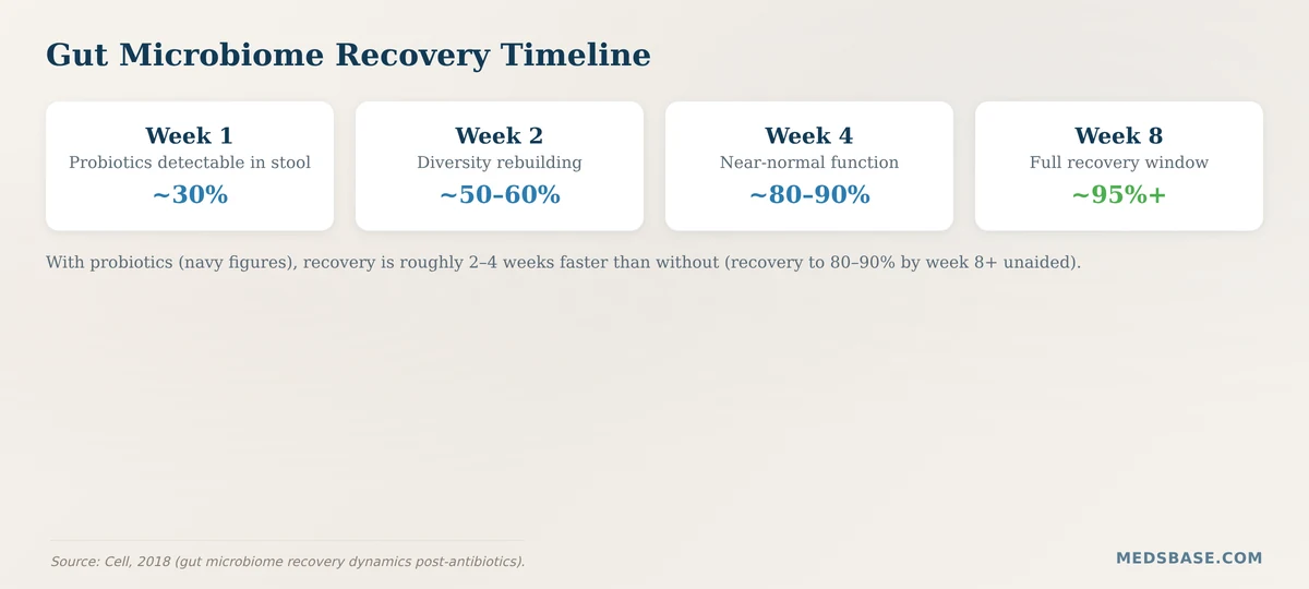 Gut microbiome recovery timeline after antibiotics with and without probiotics