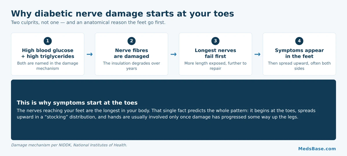 How diabetic neuropathy develops, from high blood glucose to nerve damage in the feet